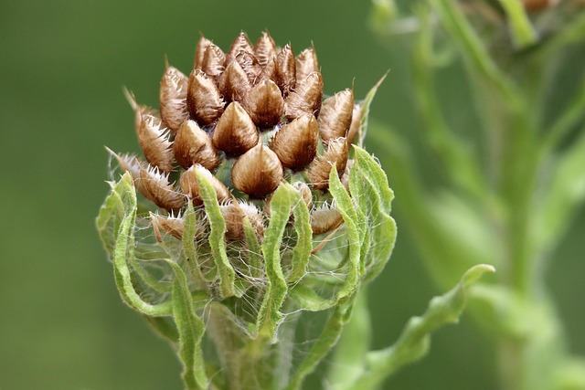 Large variety of seeds on display