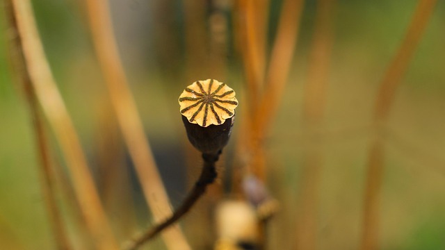 Large variety of seeds on display