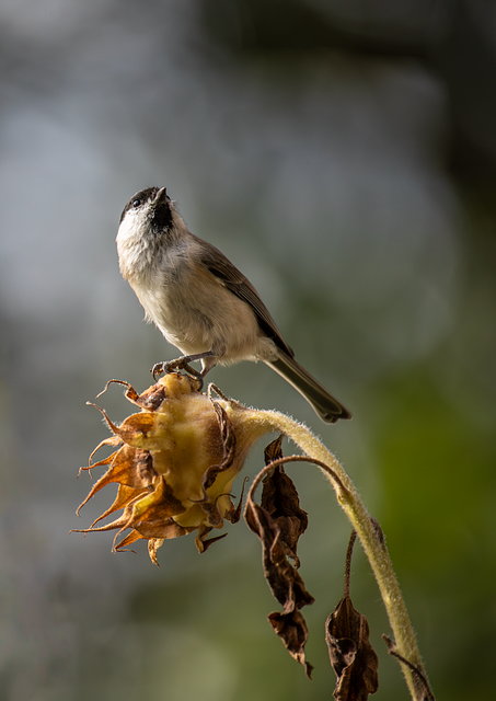 Long-tailed tit on tree branch