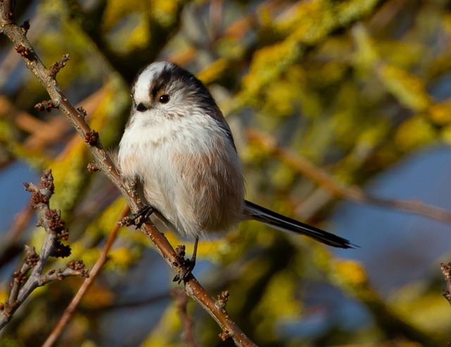 Long-tailed tit on tree branch