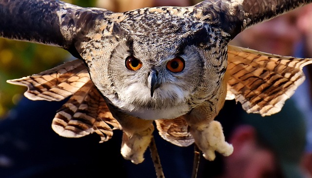 mealworms-for-birds-640x480-12513143.jpeg