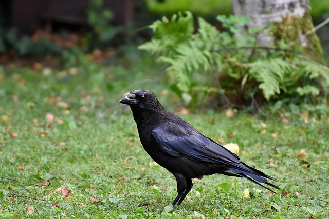 mealworms for birds