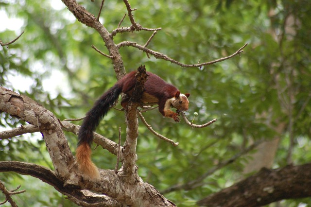 Squirrel-Proof Your Feeders: Stop Stealing, Protect Birds