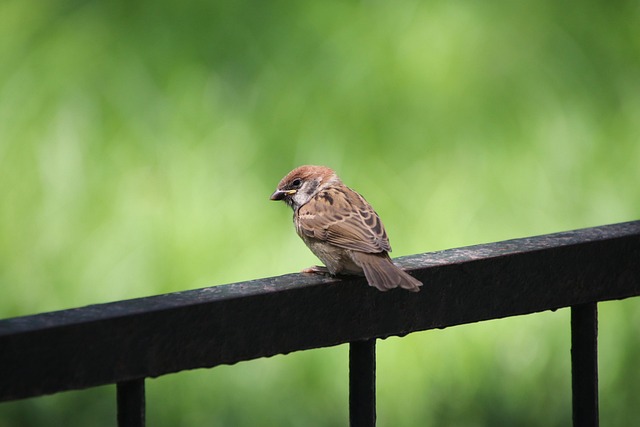 Metal mesh bird feeder with small birds
