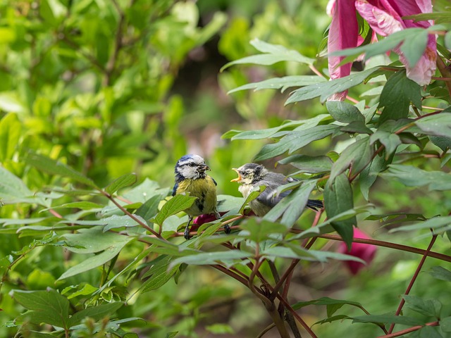 Minimalist feeding station for small birds