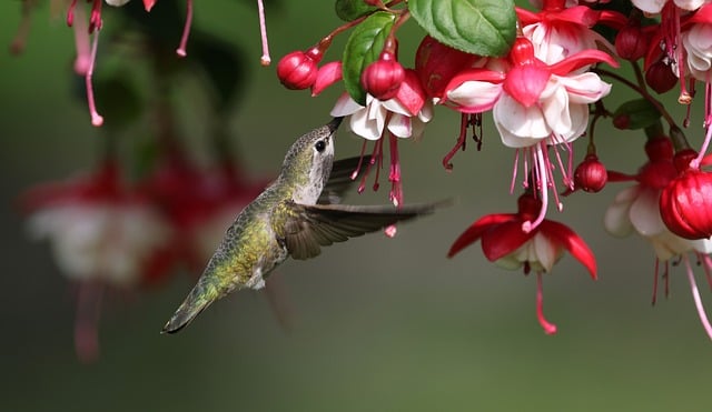 Minimalist feeding station for small birds