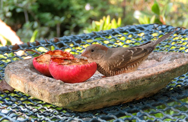 Mixed garden birds eating from peanut feeder
