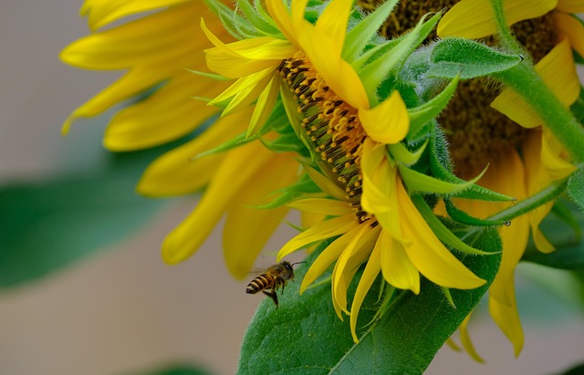 Natural bird food mix with sunflower hearts