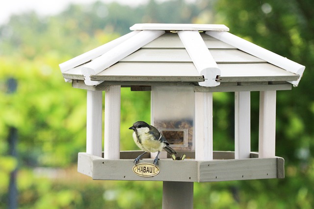 Nesting birds feeding on suet pellets