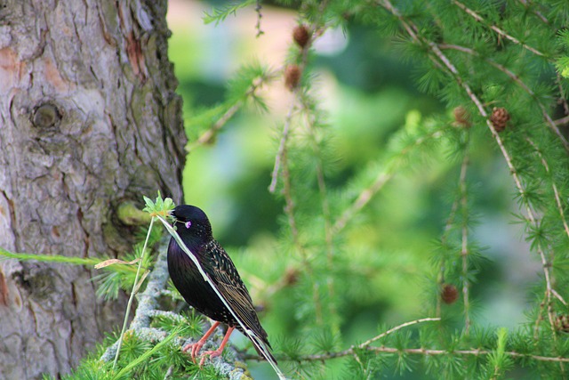 When Birds Stop Nesting: UK End of Season Guide