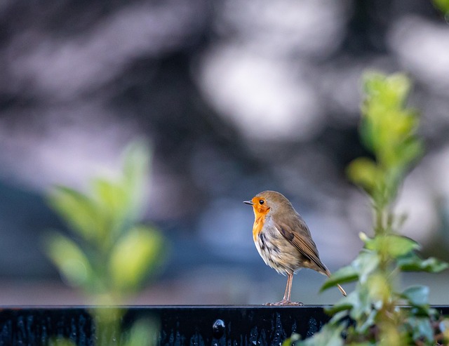 Unveiling Robin Lifespans: UK Insights and Research Methods