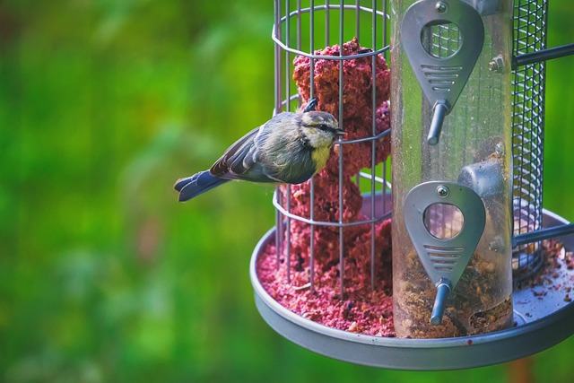 Cheap Squirrel-Proof Feeders: Natural Solutions for Durable Bird Feeding