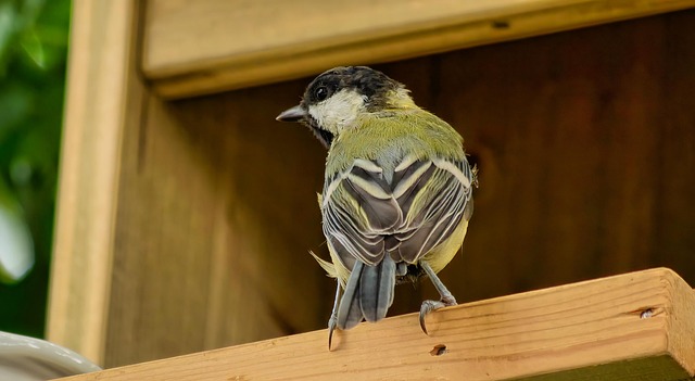 Best Price Peanuts for Birds: UK Online Deals Unlocked
