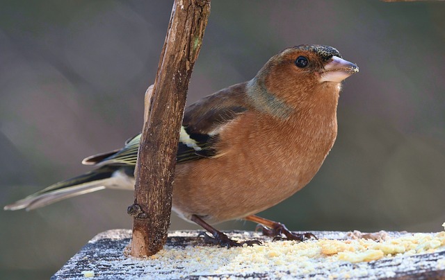 Why Sunflower Hearts Top Small Birds’ Menus