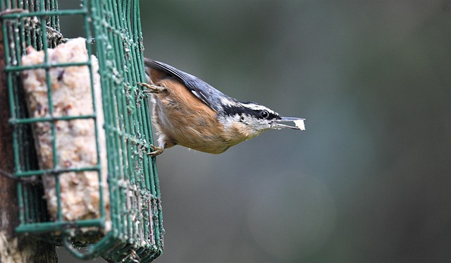 Buy Bulk Bird Peanuts: Benefits, Storage & Reputable Sellers