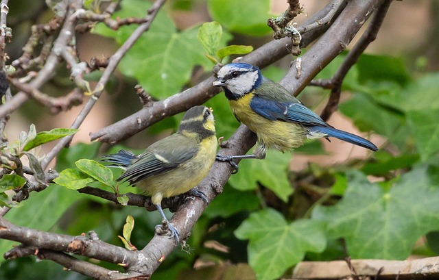 Nutrient-Rich Peanuts: Top Online Sources for Bird Feeders