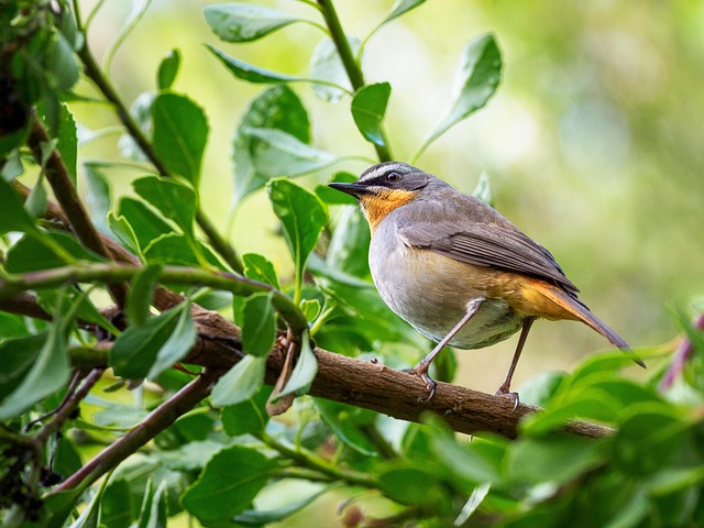 Birds That Love Suet Pellets: Feed and Attract Naturally