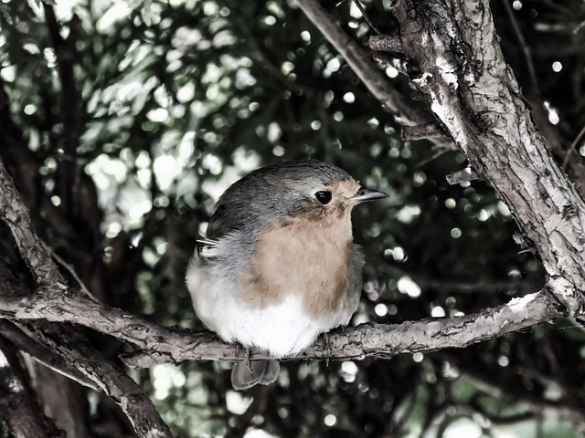 Feeding Robins in the UK: DIY Mixes & Top Commercial Options