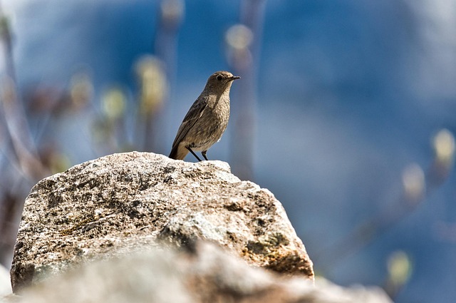 Nurturing Small Birds: Top High-Protein Foods for Optimal Health
