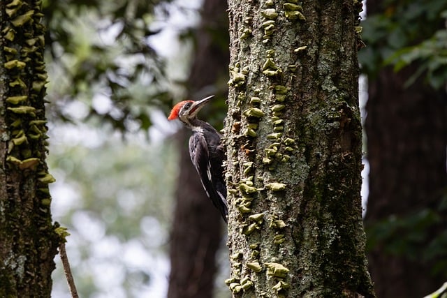 Unveiling Britain’s Best Birds: A Guide to Common and Rare Species