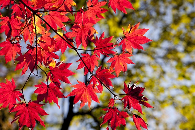 Outdoor feeder surrounded by autumn foliage