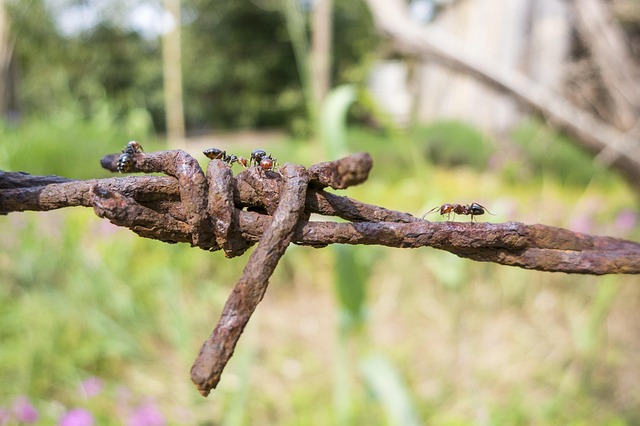 Fortify Your Feeder: Rat-Proofing Tips for UK Gardeners