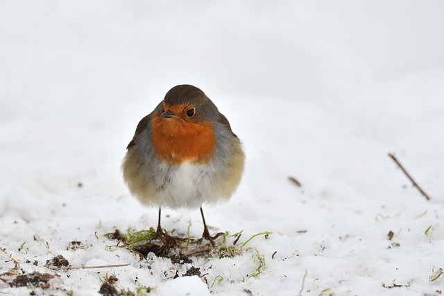 Gender Differences in Robin Lifespans: Environmental Clues