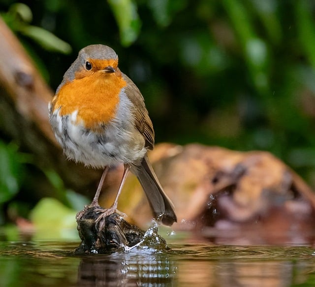 Unveiling Robin's Short Life Span: Environmental and Genetic Factors