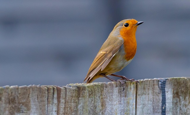 Pair of robins during breeding season