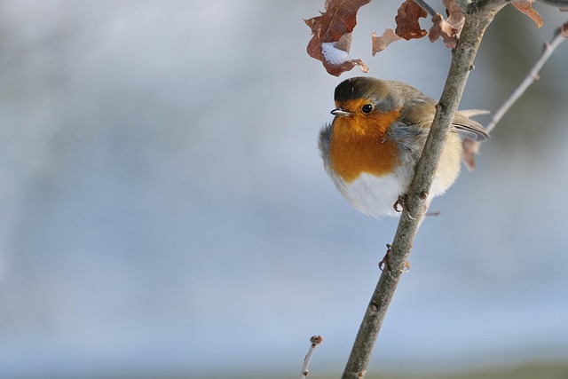 Pair of robins during breeding season