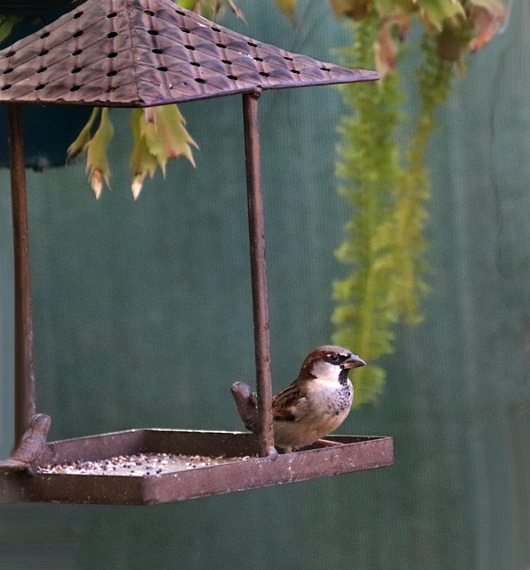 Peanut feeder surrounded by winter garden scenery