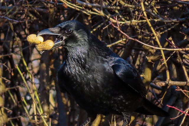 Manchester’s Top Peanut Suet Feeders: Attract More Birds, Save Now!