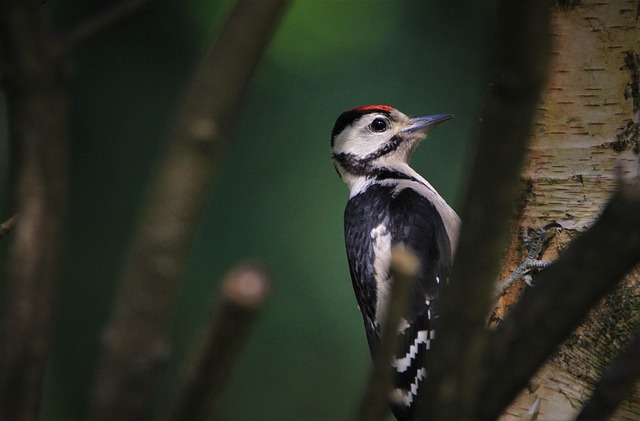 Rain cover sheltering ground bird feeding station