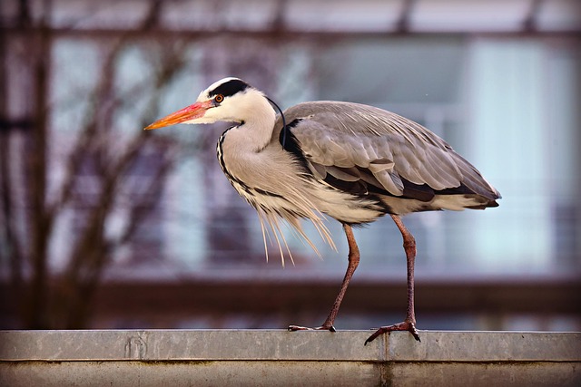 Raised bird tray with protective roof