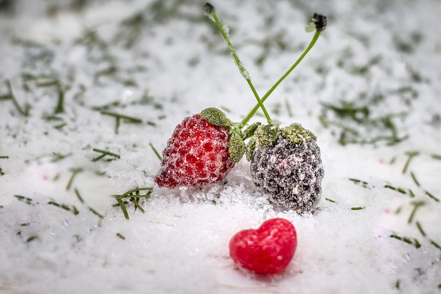 Redwings feeding on berries in snow