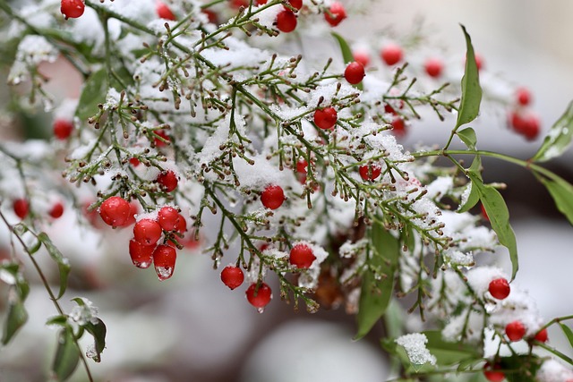 Redwings feeding on berries in snow