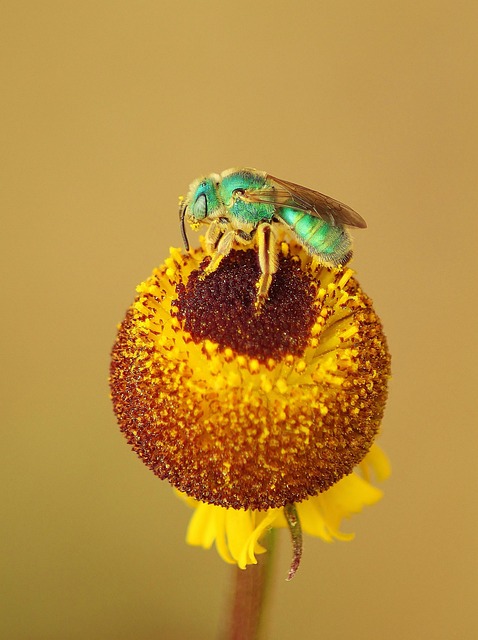 Natural Robin Food Guide: Fruits, Insects & Year-Round Options