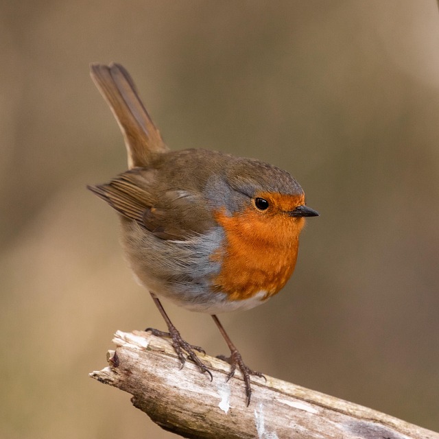 Robin feeding from low dish of suet