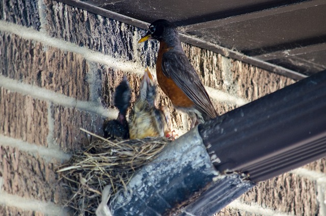 Robin feeding on sunflower hearts