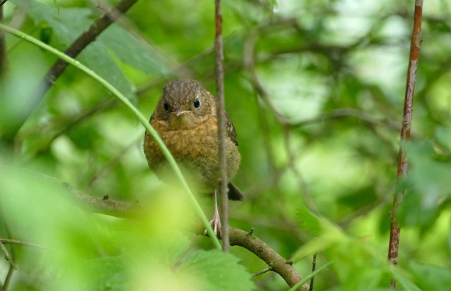 Spring Bird Feeding: Attract Diverse Species with Right Foods