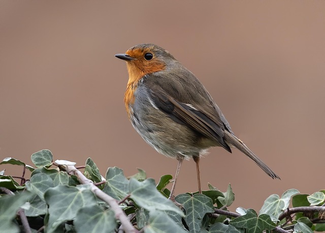 Attract Robins with Winter Food Sources & Nutritious Options