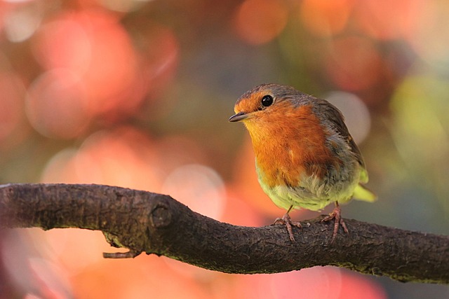 Robin pecking at suet pellets on ground