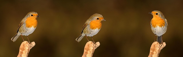 Robin pecking seed inside caged tray