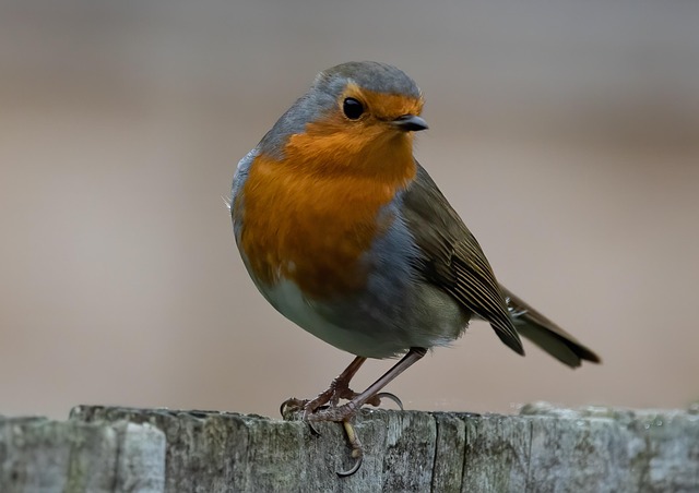 Robin perched beside a seed feeder