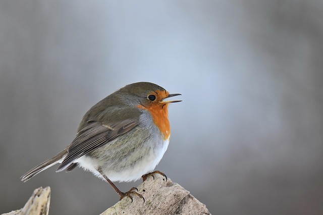Robin perched near peanut feeder