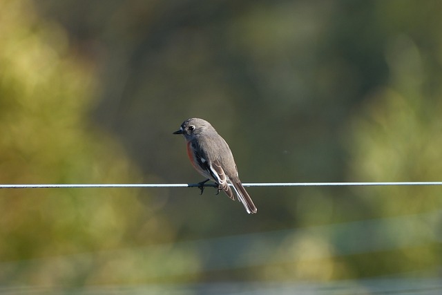 robin-perched-near-peanut-filled-feeder-640x480-54216433.jpeg