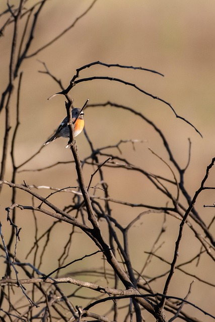 robin-perched-near-sunflower-hearts-on-t-640x480-53027202.jpeg