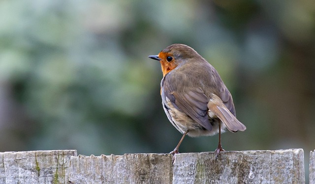 Robin perched near sunflower hearts on table