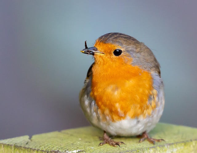 Robin perched on frosty garden fence