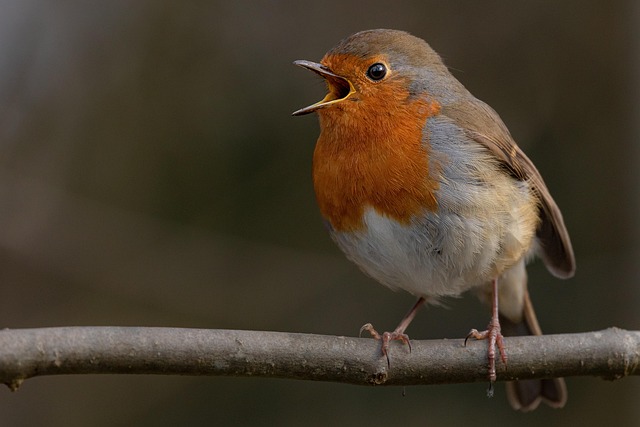 Robin perched on frosty garden fence